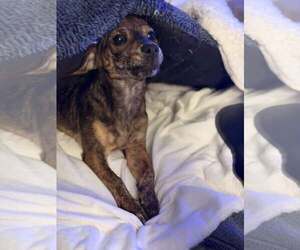 Princess - Female Chihuahua-Unknown Mix Dog for Adoption - Photo #9