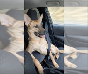 Nova - Female German Shepherd Dog Dog for Adoption - Photo #4