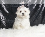 Puppy AKC Dumpling Maltese