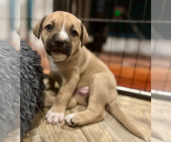 Medium Photo #4 Mutt Puppy For Sale in Canton, CT, USA