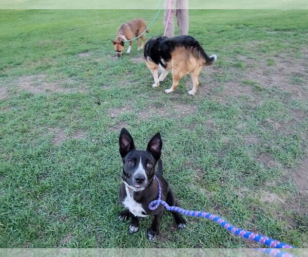 Medium Photo #14 Border-Aussie Puppy For Sale in Salt Lake City, UT, USA