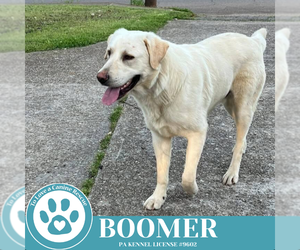 Labrador Retriever-Unknown Mix Dogs for adoption in Kimberton, PA, USA