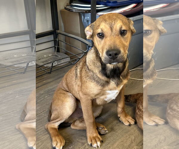 Medium Photo #5 Black Mouth Cur-Labrador Retriever Mix Puppy For Sale in The Woodlands, TX, USA