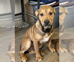 Small #4 Black Mouth Cur-Labrador Retriever Mix