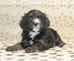Small #1 Miniature Bernedoodle