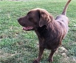 Small Photo #1 Labrador Retriever Puppy For Sale in CLINTWOOD, VA, USA