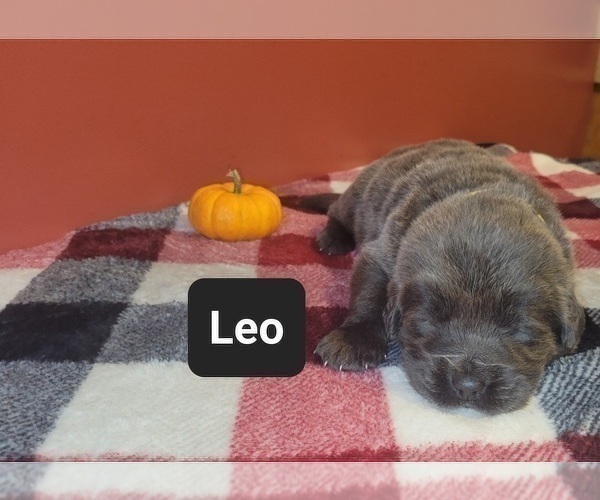 Medium Photo #5 Tibetan Mastiff Puppy For Sale in PRINCETON, MN, USA