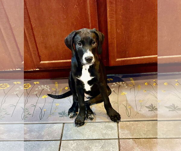 Medium Photo #2 Pointer-Unknown Mix Puppy For Sale in pomfret, CT, USA