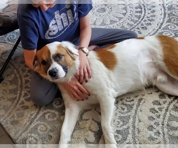 Medium Photo #1 Golden Retriever-Saint Bernard Mix Puppy For Sale in Eustis, FL, USA