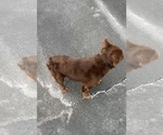 Small #2 French Bulldog