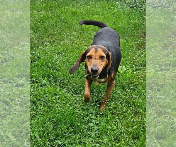 Medium Photo #18 Black and Tan Coonhound Puppy For Sale in Westminster, MD, USA