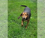 Small #17 Black and Tan Coonhound