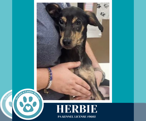 Medium Photo #1 Feist Terrier-Unknown Mix Puppy For Sale in Kimberton, PA, USA