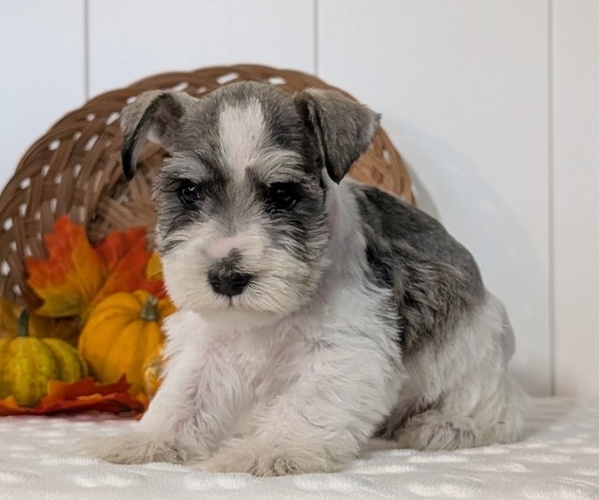 Medium Photo #13 Schnauzer (Miniature) Puppy For Sale in GOSHEN, IN, USA