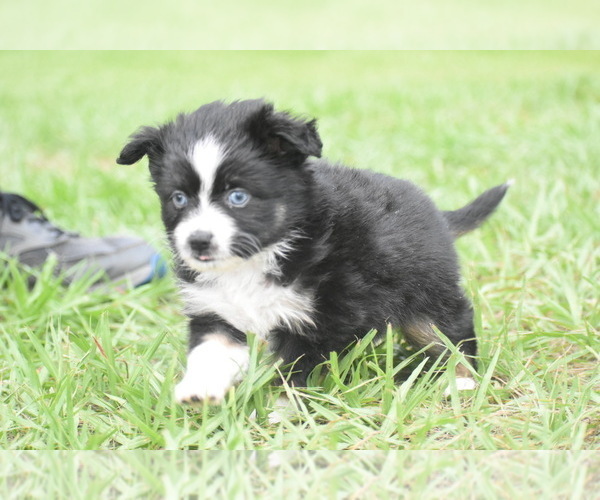 Medium Photo #1 Miniature Australian Shepherd Puppy For Sale in PALM COAST, FL, USA
