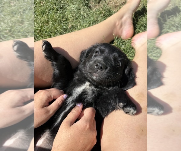 Medium Photo #13 Golden Retriever-Miniature Australian Shepherd Mix Puppy For Sale in LOGAN, UT, USA