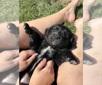 Small Photo #13 Golden Retriever-Miniature Australian Shepherd Mix Puppy For Sale in LOGAN, UT, USA
