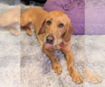 Small #8 Basset Hound-Labrador Retriever Mix