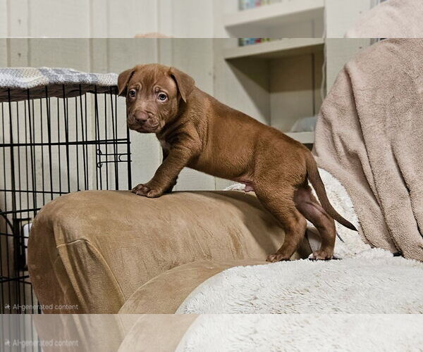 Medium Photo #4 Mutt Puppy For Sale in Euless, TX, USA