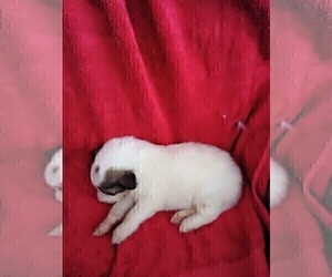 Medium Great Pyrenees