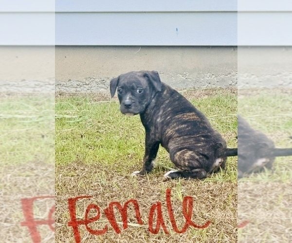 Medium Photo #5 Alapaha Blue Blood Bulldog Puppy For Sale in ALBANY, GA, USA