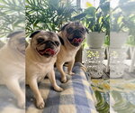 Small #7 Pug