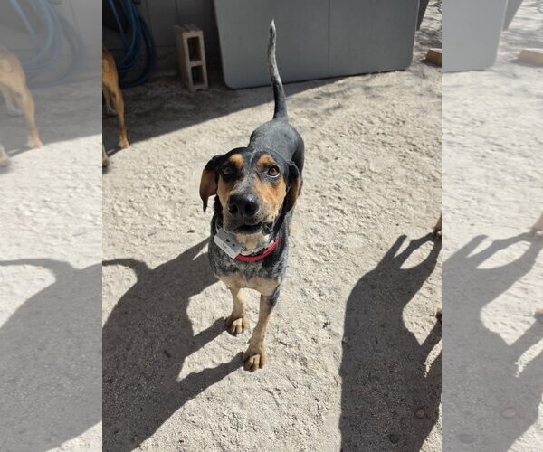 Medium Photo #7 Coonhound Puppy For Sale in Las Vegas, NV, USA
