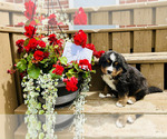 Puppy Bruce Bernese Mountain Dog