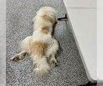 Small #10 Great Pyrenees