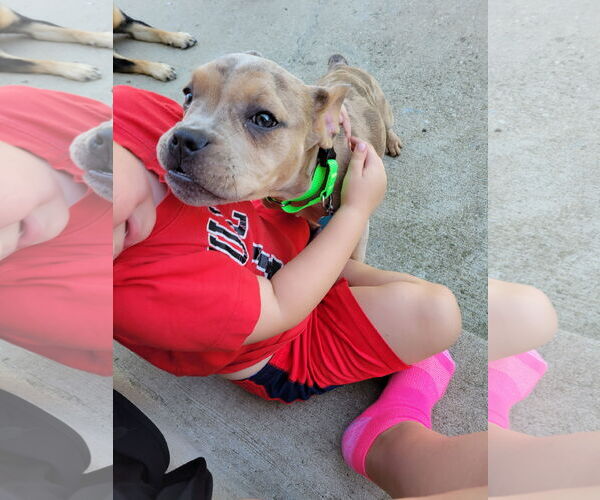 Medium Photo #3 French Bulldog-Unknown Mix Puppy For Sale in Plainfield, IL, USA