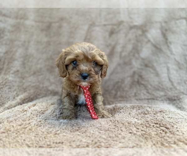 Medium Photo #2 Cavapoo (Miniature) Puppy For Sale in LAKELAND, FL, USA