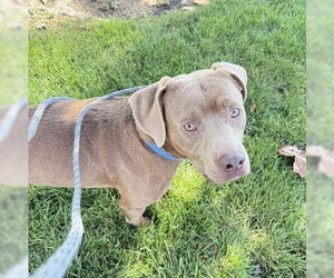 MAX - Male Mutt Dog for Adoption - Photo #2