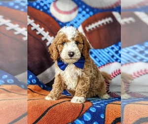 Goldendoodle (Miniature) Puppy for sale in GLEN ROCK, PA, USA