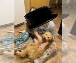 Small Photo #4 Goldendoodle (Miniature) Puppy For Sale in PALOS HEIGHTS, IL, USA