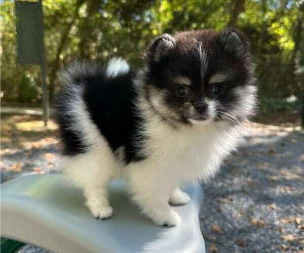 Medium Photo #1 Pomeranian Puppy For Sale in LOGANVILLE, GA, USA