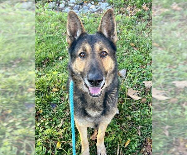 Medium Photo #1 German Shepherd Dog Puppy For Sale in Sacramento, CA, USA