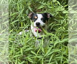 Small #4 Jack Russell Terrier-Wheaten Terrier Mix