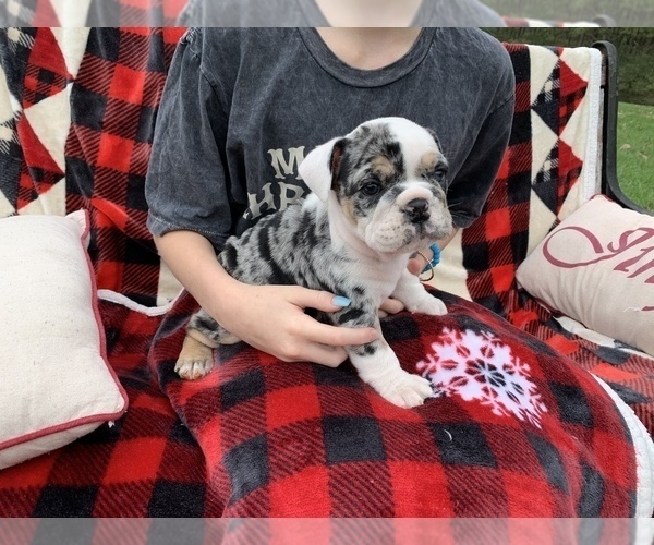 Medium Photo #7 English Bulldog Puppy For Sale in PEACHLAND, NC, USA
