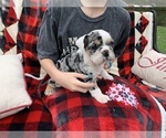 Small Photo #7 English Bulldog Puppy For Sale in PEACHLAND, NC, USA