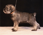 Puppy Atlas Hero Schnauzer (Standard)