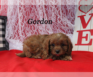 Cavapoo Puppy for sale in CHANUTE, KS, USA