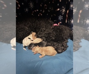 Mother of the Poodle (Miniature) puppies born on 06/02/2026