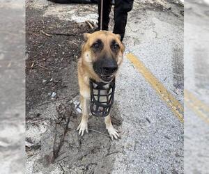 German Shepherd Dog Dogs for adoption in Houston, TX, USA