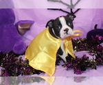 Zellah - Female Boston Terrier Puppy for Sale - Photo #3