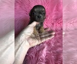 Small Photo #4 Chihuahua Puppy For Sale in TRACY, CA, USA
