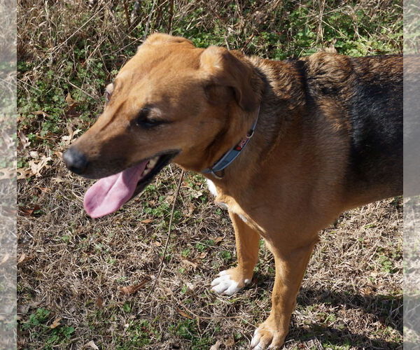 Medium Photo #5 Mutt Puppy For Sale in Garner, NC, USA