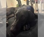 Small #8 Labrador Retriever Mix