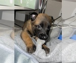 Small Photo #20 Belgian Malinois Puppy For Sale in REESEVILLE, WI, USA