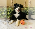 Small Photo #10 Border Collie Puppy For Sale in RIPON, CA, USA