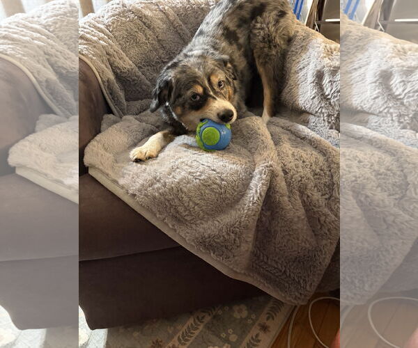 Medium Photo #5 Australian Shepherd-Unknown Mix Puppy For Sale in Farmington, MN, USA